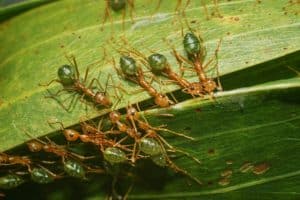Green Tree Ants