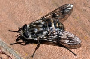 March Fly
