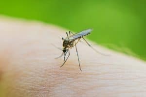 mosquito