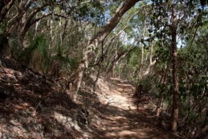 Dappled light on Hamilton Island's Scenic Trail