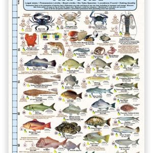 Queensland and Great Barrier Reef Common Saltwater Fish Guide